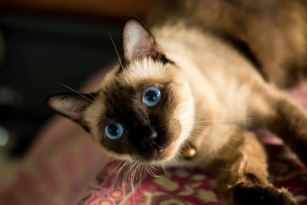 シャム猫（サイアミーズ）の性格、特徴、飼い方は？値段やお迎え