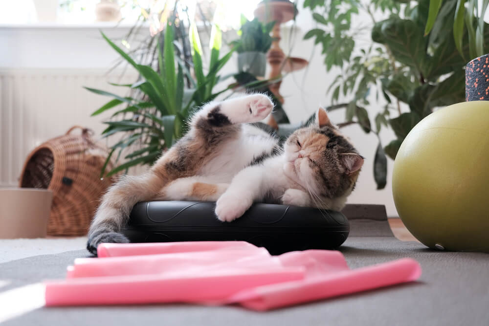 エキゾチックショートヘアの飼い方のポイント