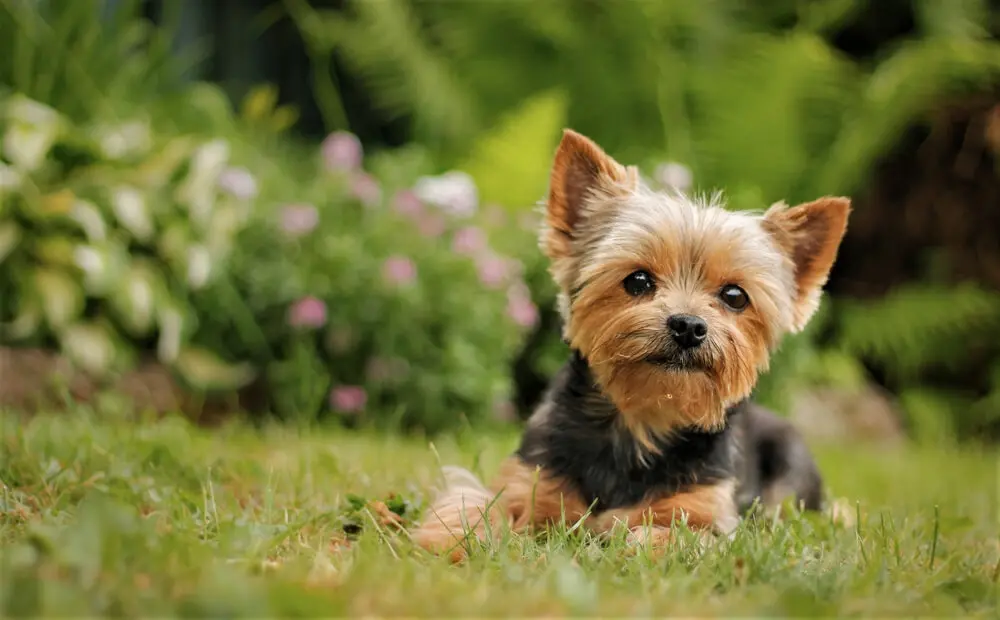 ヨークシャー・テリアの性格、特徴は？飼い方や子犬の相場価格もご紹介