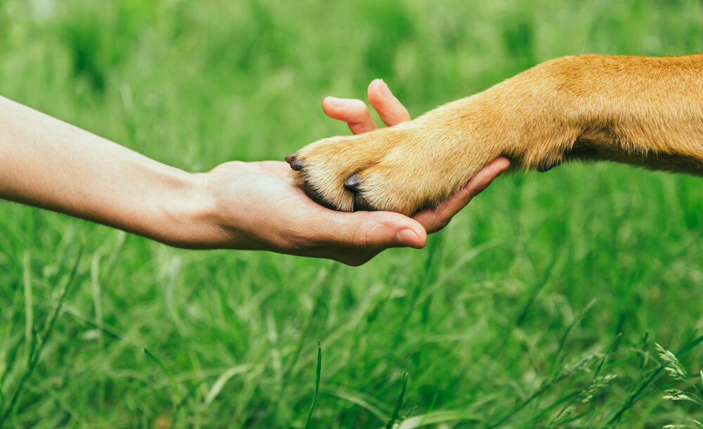 日本で人気の犬ランキング