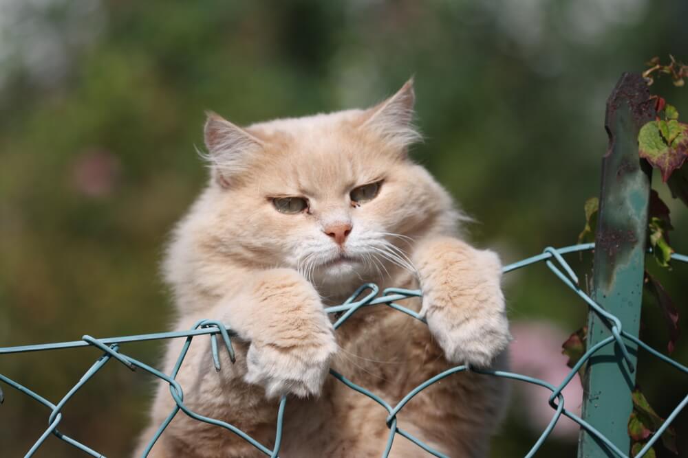 猫を脱走させないための脱走防止策