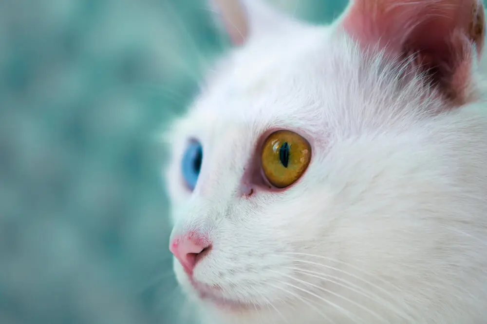 白猫に多いオッドアイ。原因や生まれる確率・寿命は？飼うときの注意点 