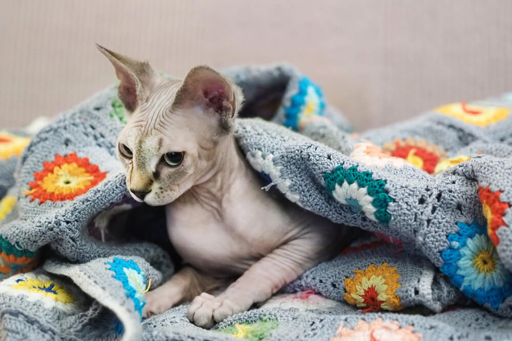 スフィンクスの飼い方のポイント