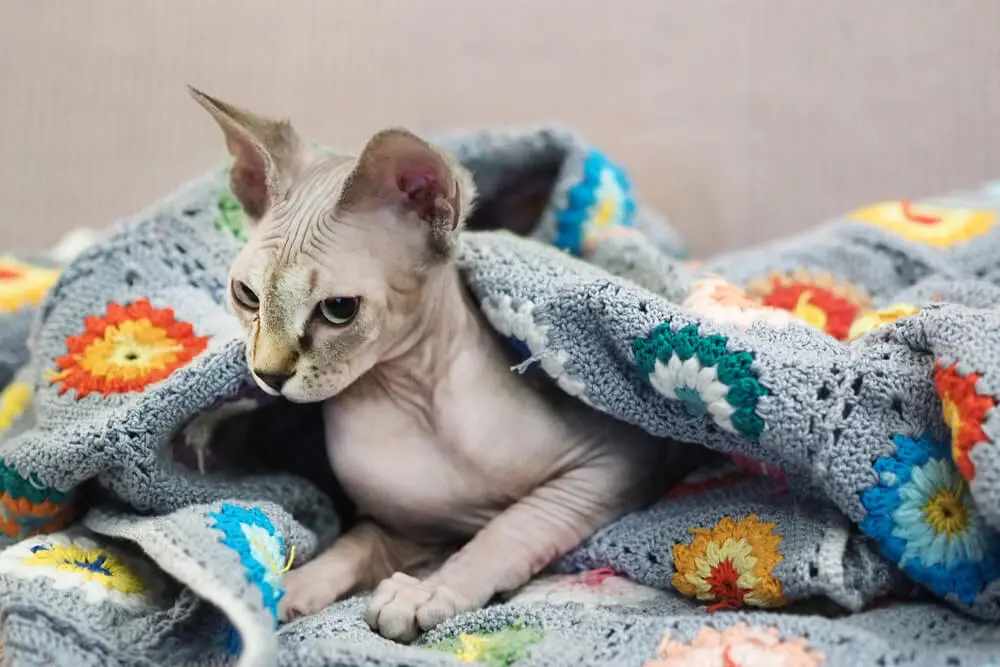 猫のスフィンクスの値段は？性格、寿命、飼い方は？臭いが気になる時の