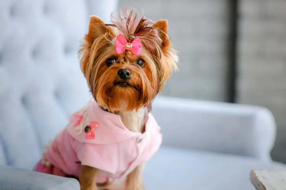 ヨークシャー・テリアの性格、特徴は？飼い方や子犬の相場価格もご紹介