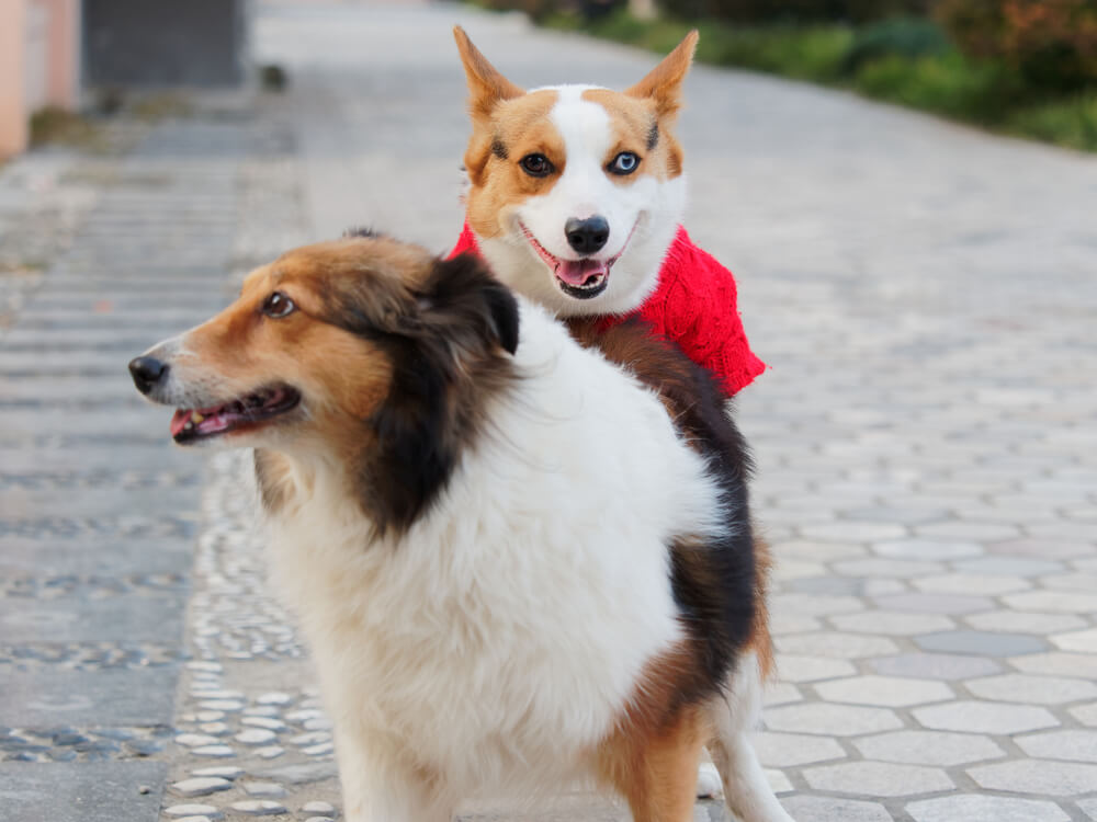 犬の発情周期