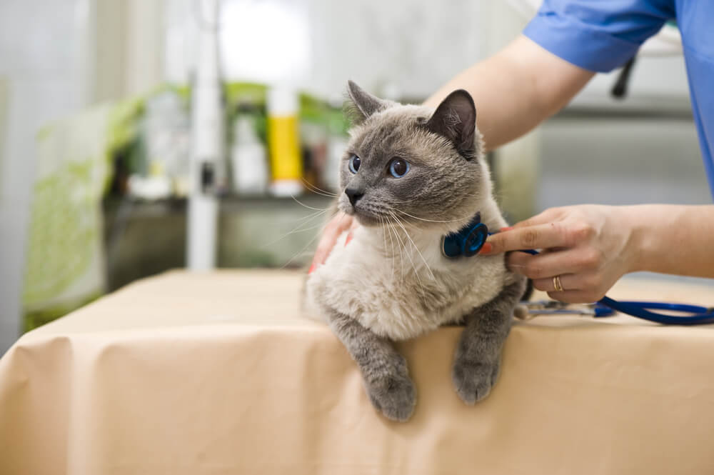 シャム猫の注意しておきたい病気