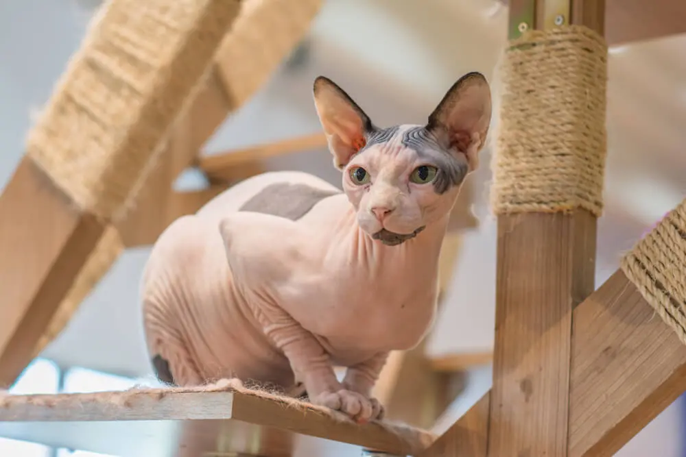 体を動かすための骨格を持つ猫（スフィンクス）SPHYNX 猫の
