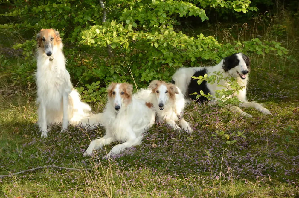 ボルゾイはどんな性格？飼い方・歴史・特徴を紹介 | ペット