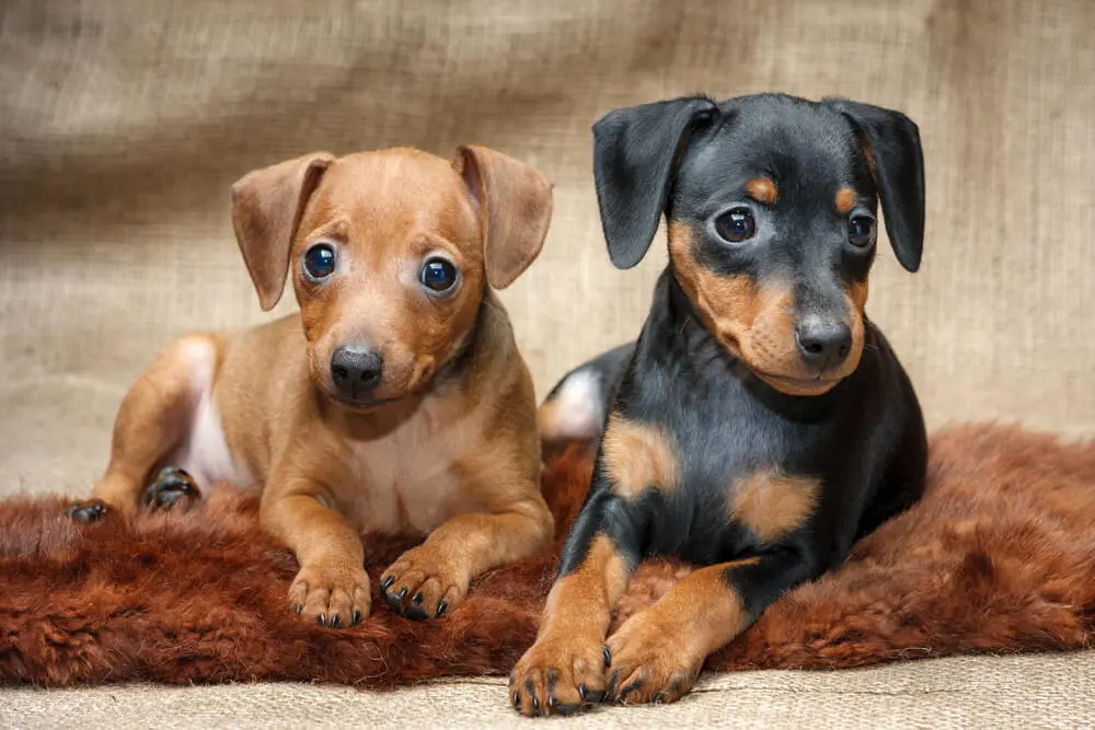 ミニチュア・ピンシャーは飼いにくい？寿命・性格・注意点を解説