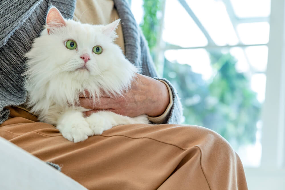 ペルシャ猫を家族に迎える方法と費用