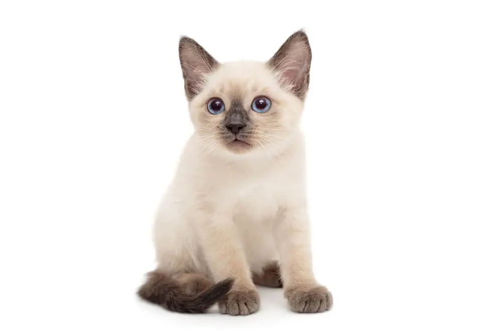 お値下げしました。シャム猫 51pwjrN7ahL._AC_SY200_QL15_.jpg