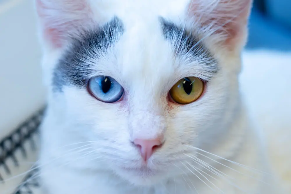 白猫に多いオッドアイ。原因や生まれる確率・寿命は？飼うときの注意点 