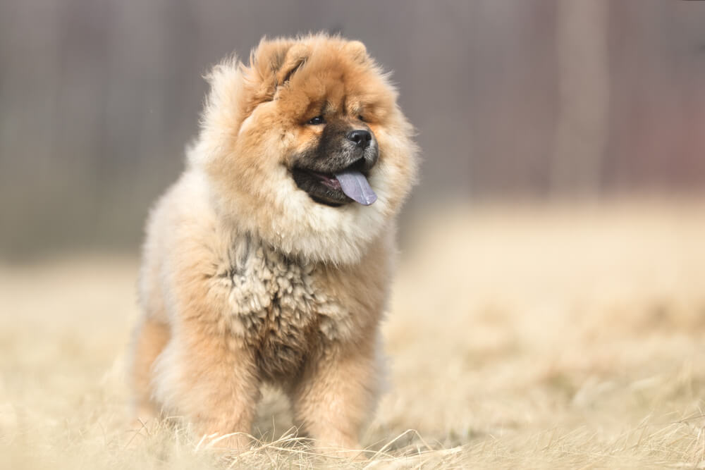 1カ月にかかる飼育費用は？