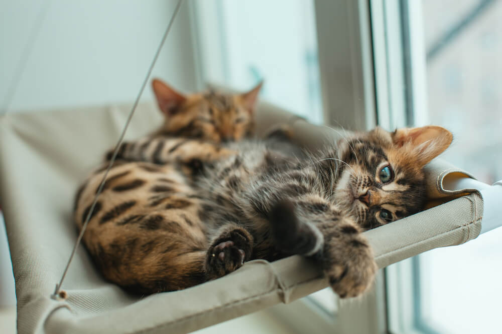 快適な寝床づくりのポイントは猫が選べるようにすること