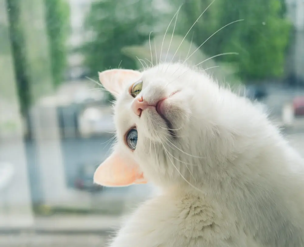 白猫に多いオッドアイ。原因や生まれる確率・寿命は？飼うときの注意点