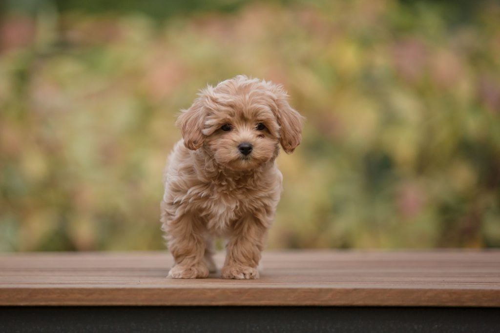 ミックス犬・マルプーは飼いやすい？性格・しつけ方・飼い方