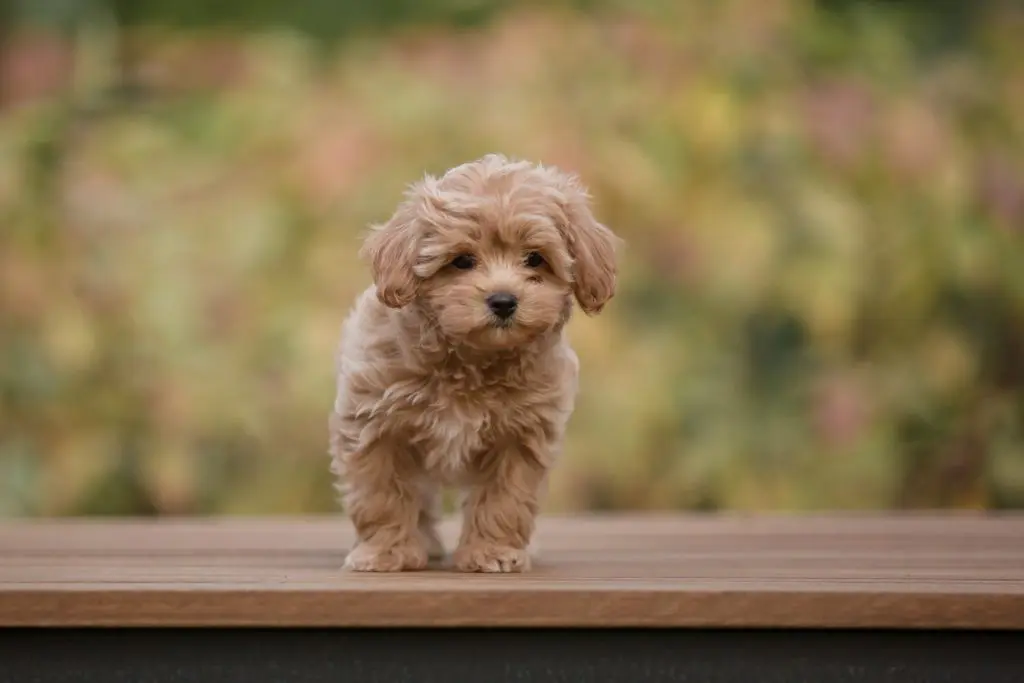 マルプーの子犬の値段や飼いやすさは？性格・しつけ方・飼い方