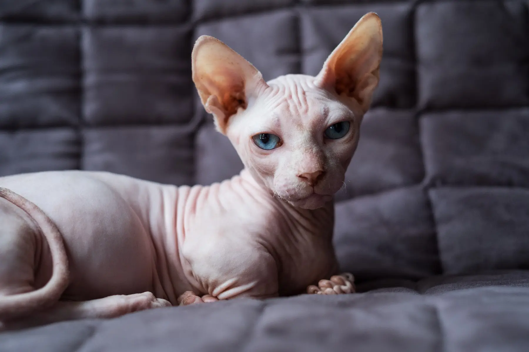 神秘的でエキゾチックな希少猫！バンビーノの魅力と飼い方のポイント 