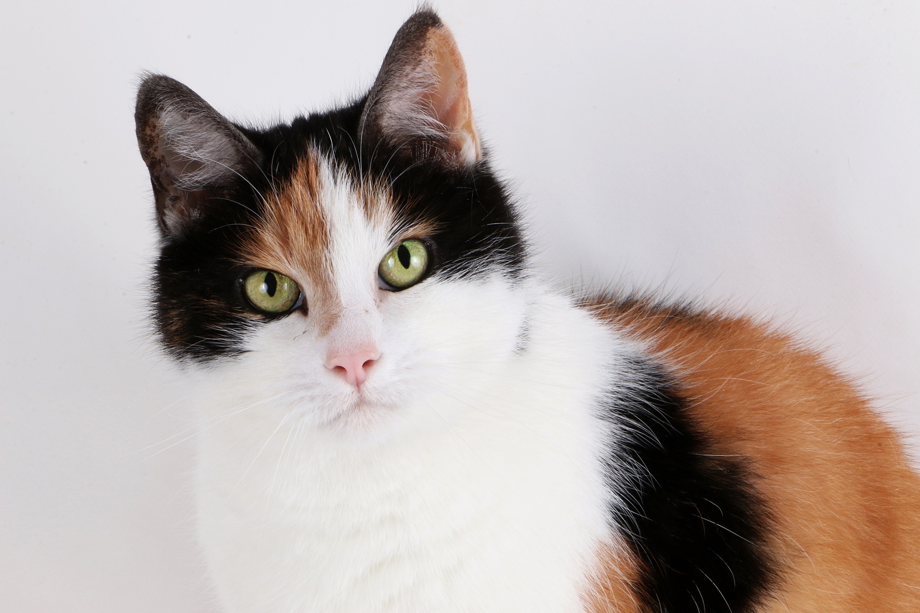 招き猫のモデルとなった日本猫。海外で珍重される三毛猫の性格、魅力を紹介！