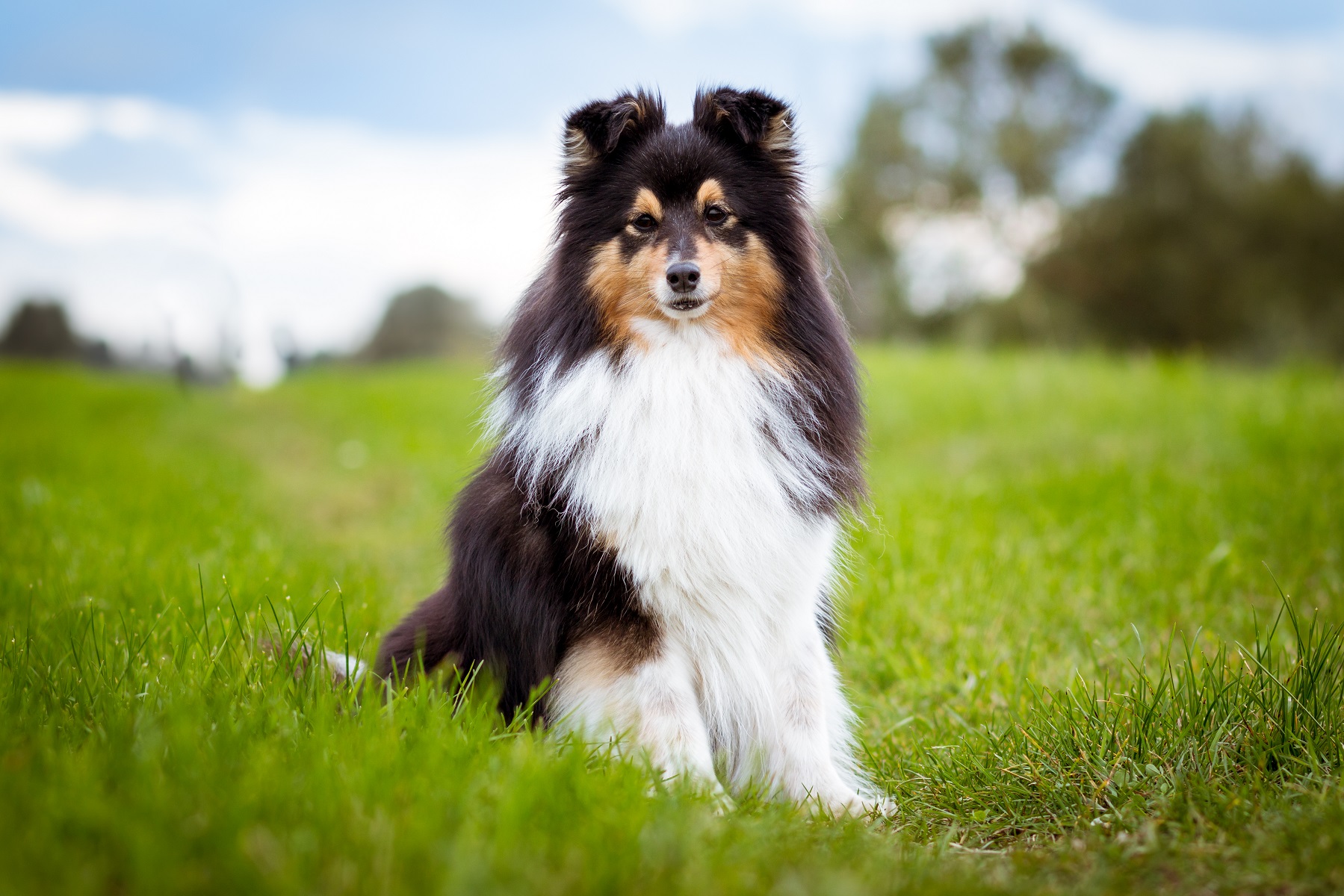 世界中から愛される牧羊犬。シェルティーの魅力と暮らし方のポイント