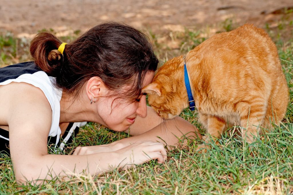 【獣医師監修】猫の頭突きは挨拶？飼い主さんに頭突きをする理由と猫の気持ちを解説