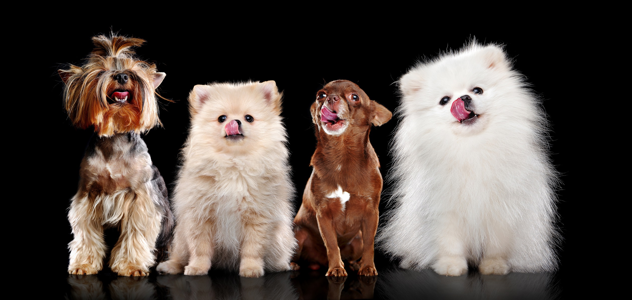 人気の小型犬はどの犬種？不動の人気を誇る小型犬の飼い方や人気犬種をご紹介します！