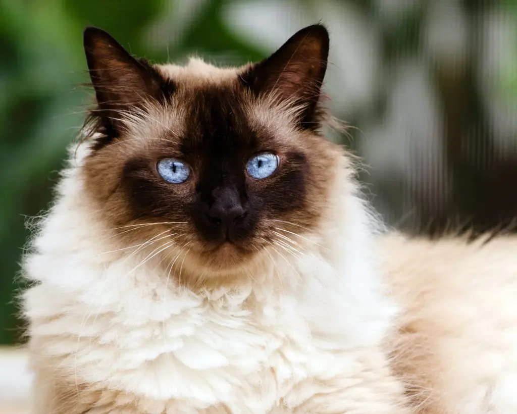doorzo様❗️猫　ヒマラヤン　三英❣️ ヒマラヤン｜三英貿易株式会社