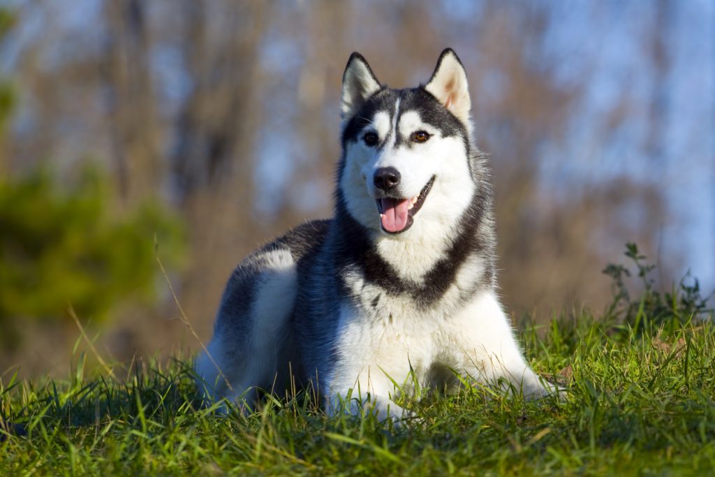 ペットとして飼いやすい大型犬の犬種は？大型犬の人気ランキング・飼い方のポイント