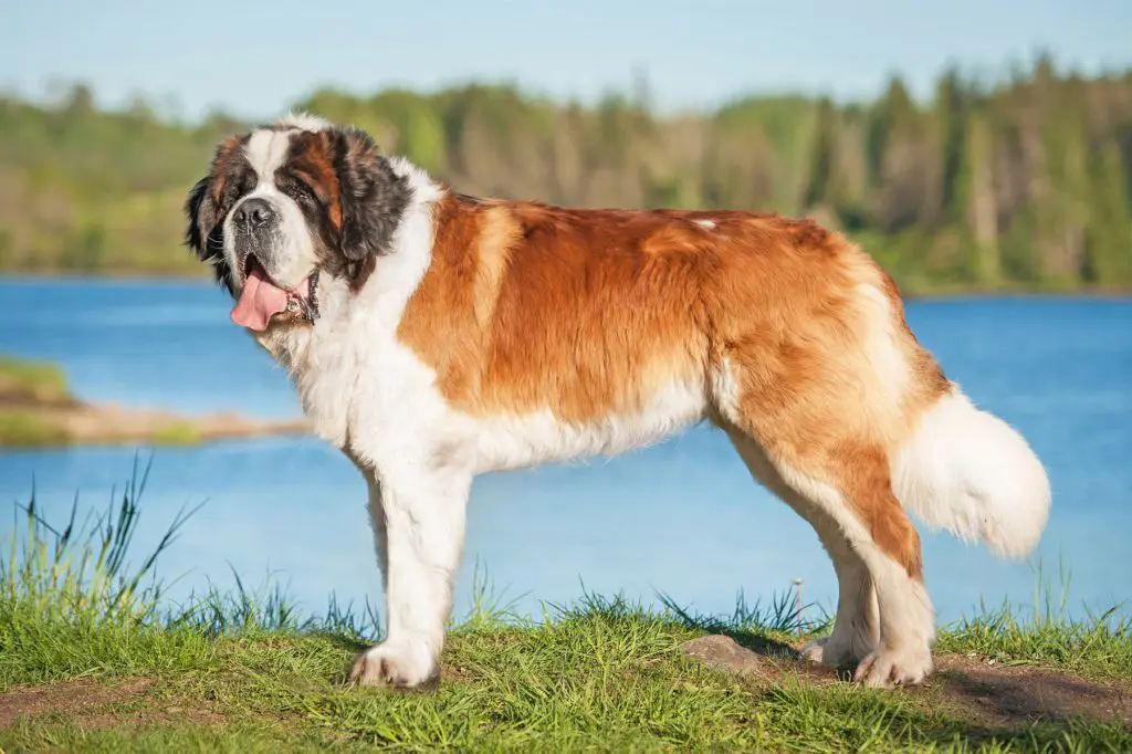 セント・バーナードの性格や寿命は？飼育費用や散歩時間など超大型犬の