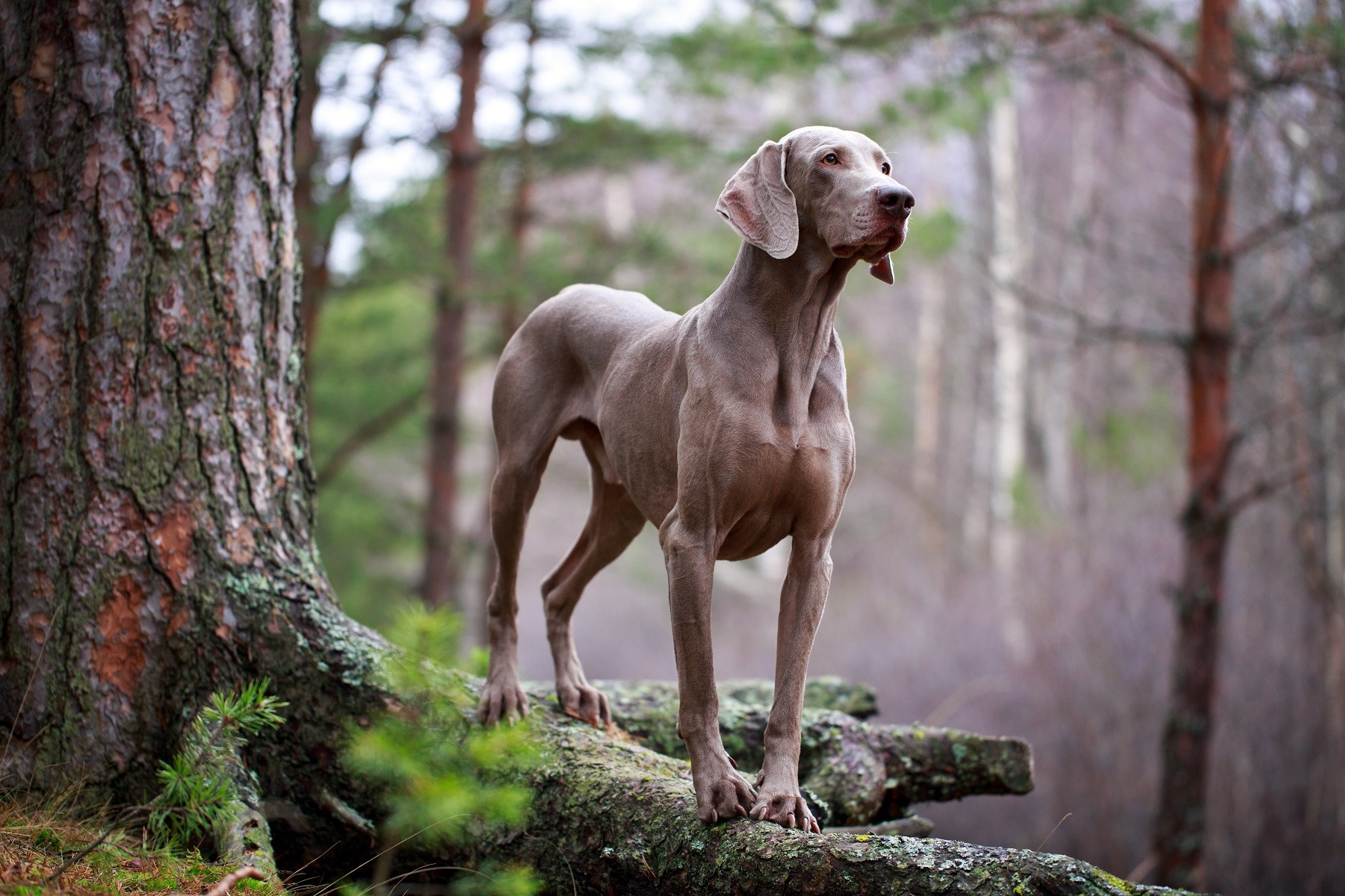 ワイマラナーは高い狩猟能力を持つ美しい大型犬！特徴と飼い方を解説
