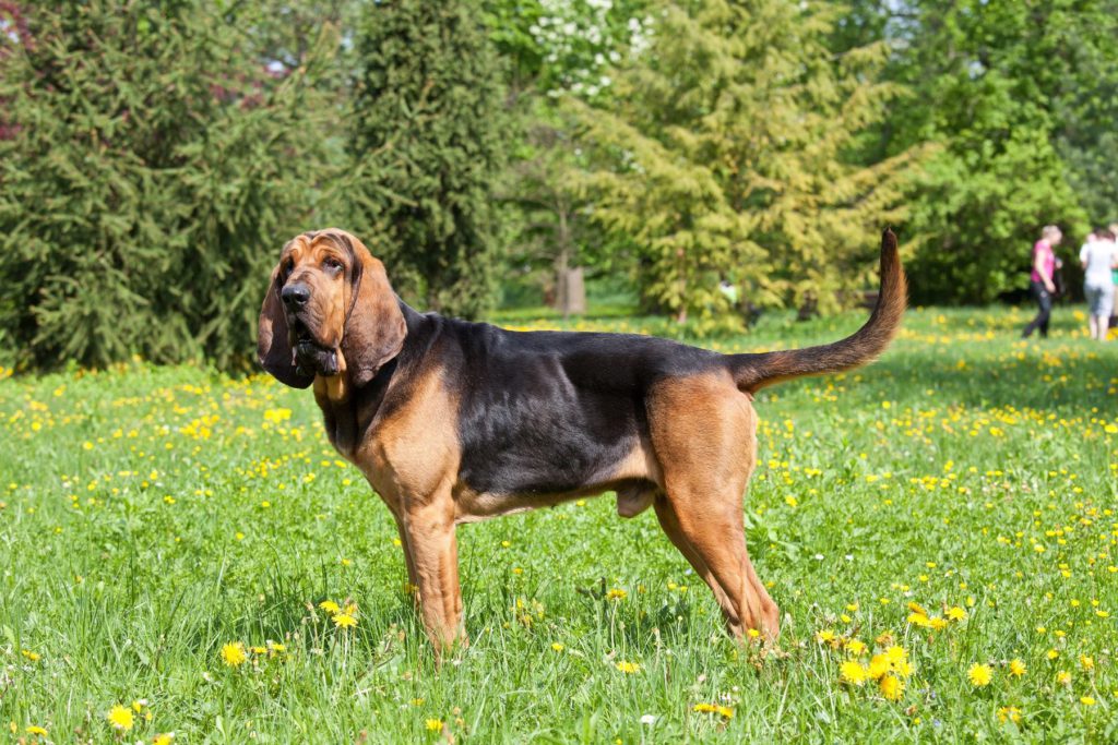 ブラッドハウンドってどんな犬？個性豊かな見た目や性格、飼い方をご紹介