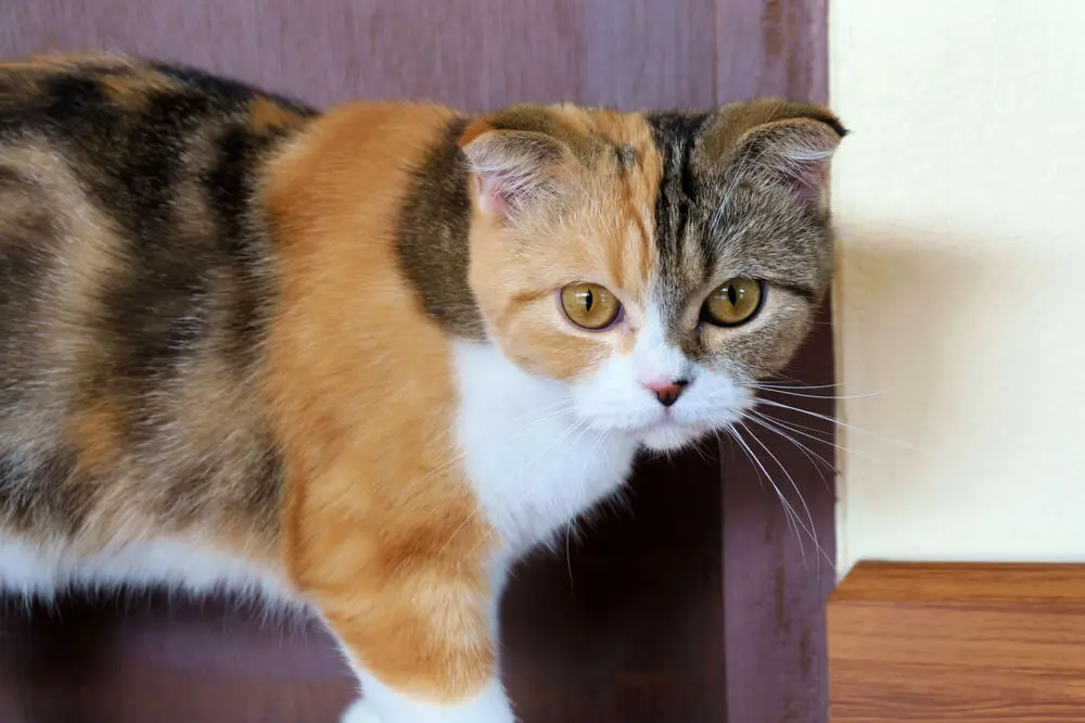 三毛母ちゃんズの子猫たち。 | うちの魔王さま。