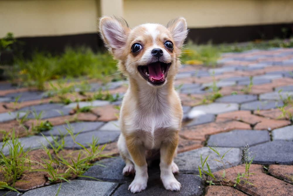 人がかわいいと感じる犬の性格、表情、仕草を写真とともに紹介