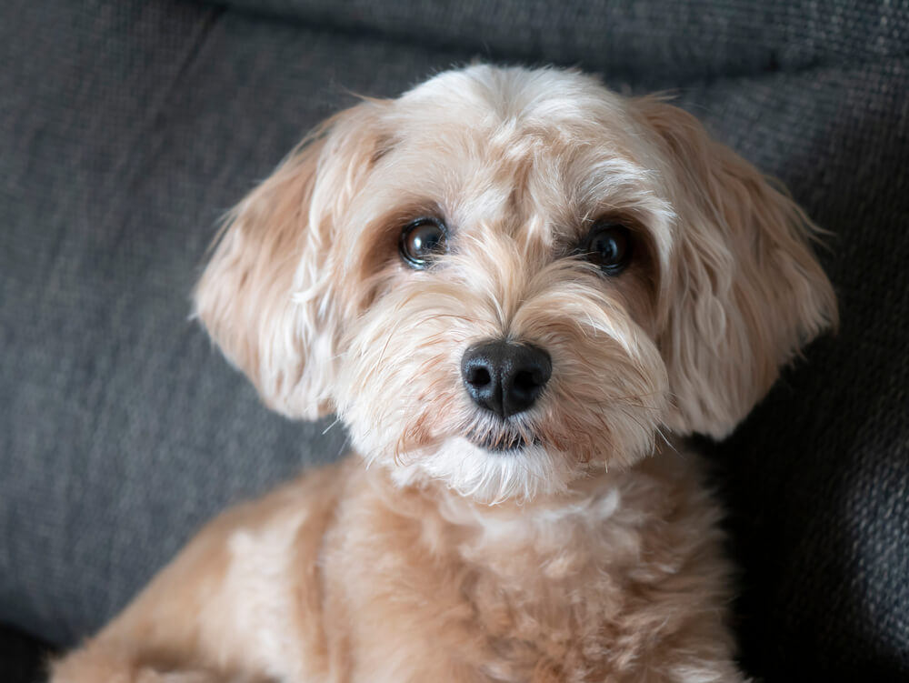 ミックス犬は成長の変化を楽しもう