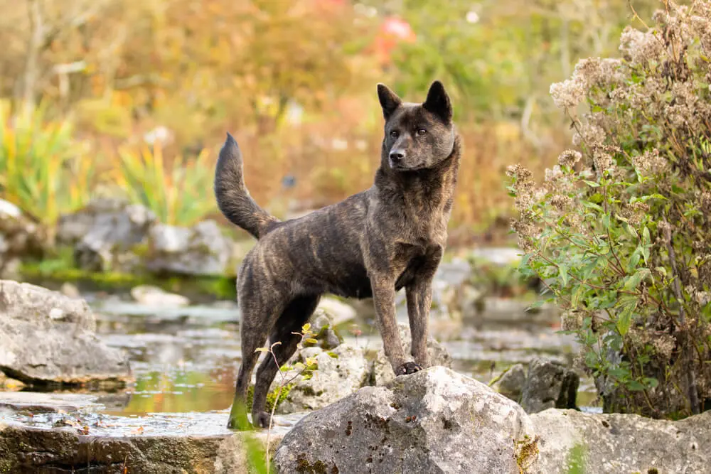 日本の天然記念物！甲斐犬の性格や特徴、飼い方、しつけ方、ペット 