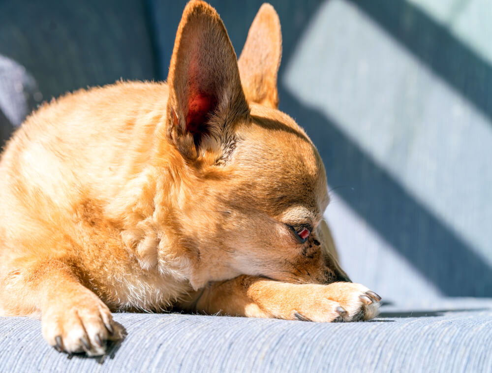 ミックス犬は成長の変化を楽しもう