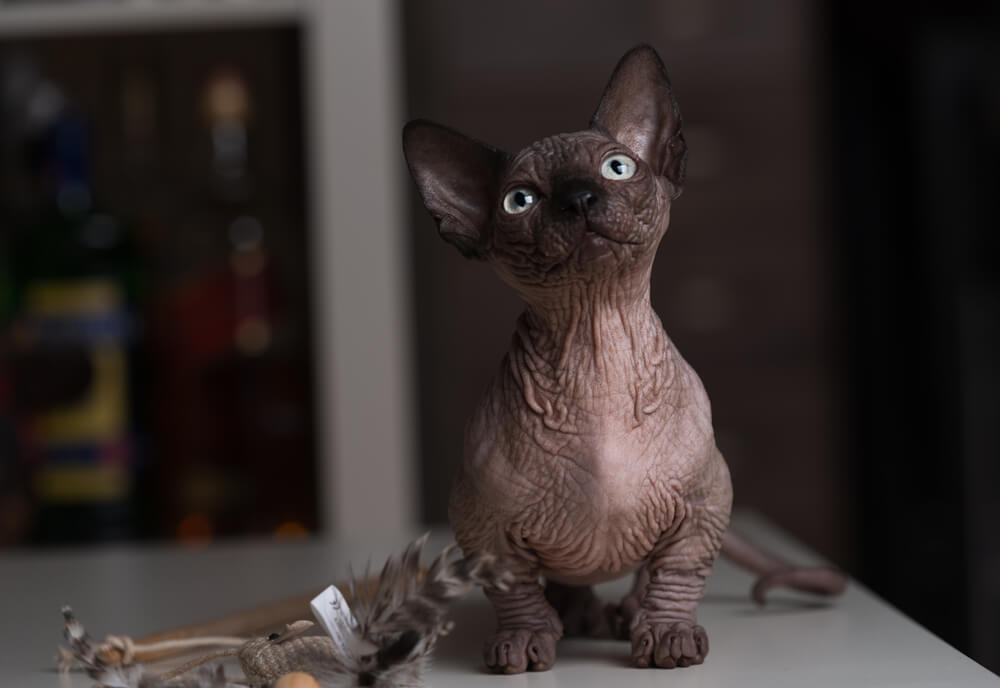 神秘的でエキゾチックな希少猫!バンビーノの魅力と飼い方のポイント ペットニュースストレージ(ペット保険のペット&ファミリー損保)
