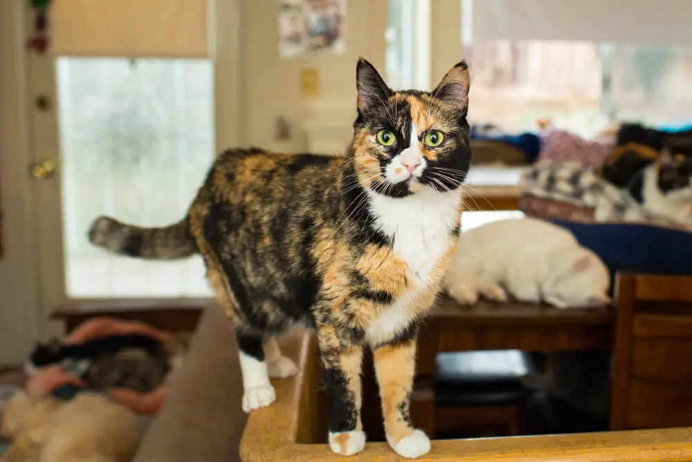 招き猫のモデルとなった日本猫。海外で珍重される三毛猫の性格、魅力を