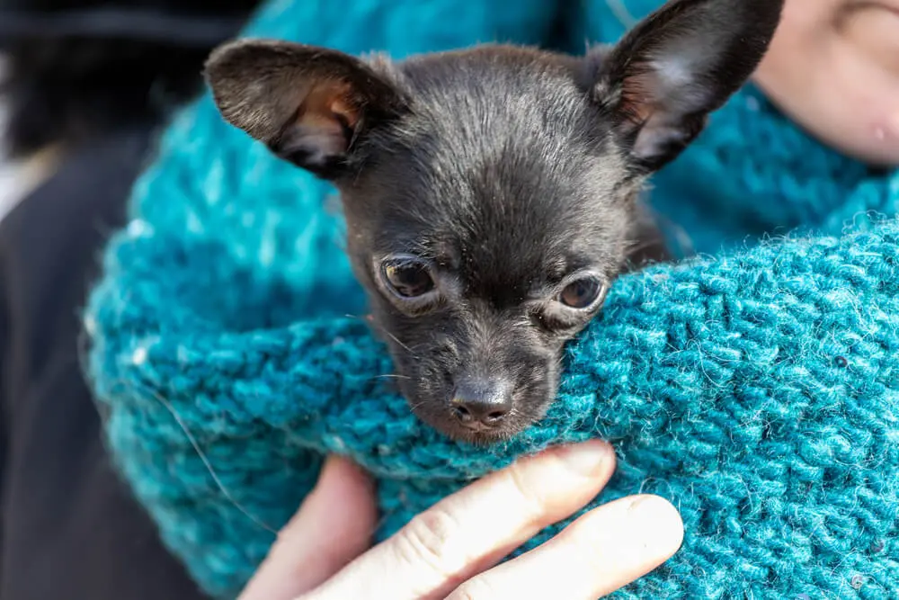 羊毛フェルト犬｜トイプー｜チワプー｜トイプーミックス｜犬｜子犬