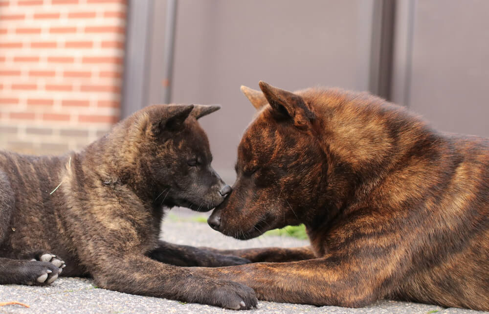 甲斐犬の平均寿命