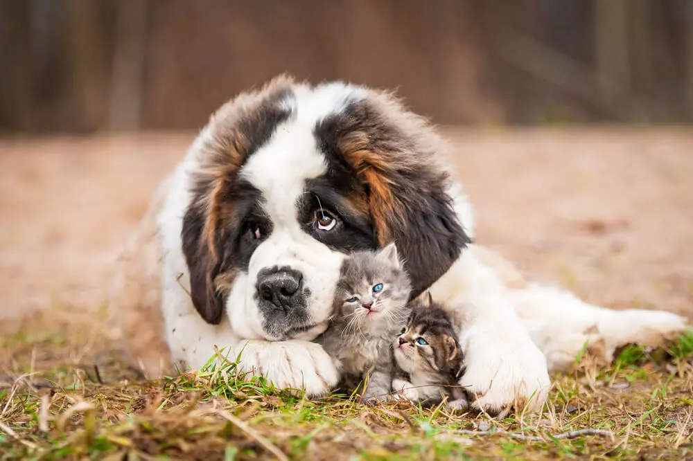 セント・バーナードの性格や寿命は？飼育費用や散歩時間など超大型犬の