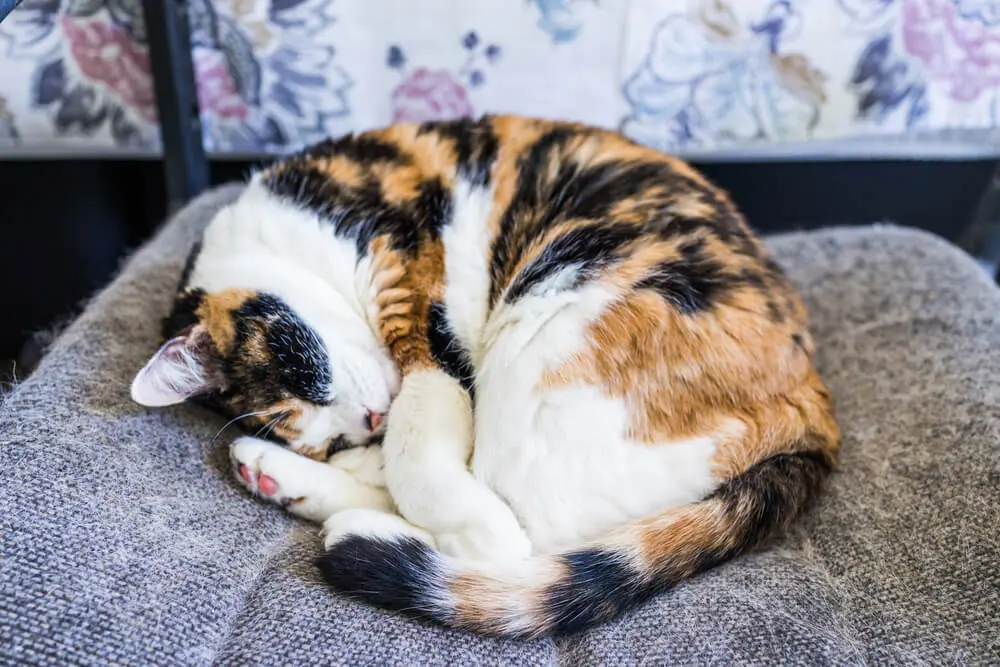招き猫のモデルとなった日本猫。海外で珍重される三毛猫の性格、魅力を