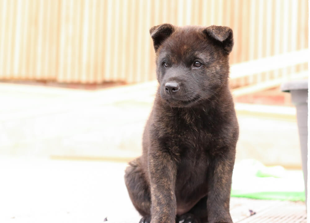 甲斐犬の注意しておきたい病気