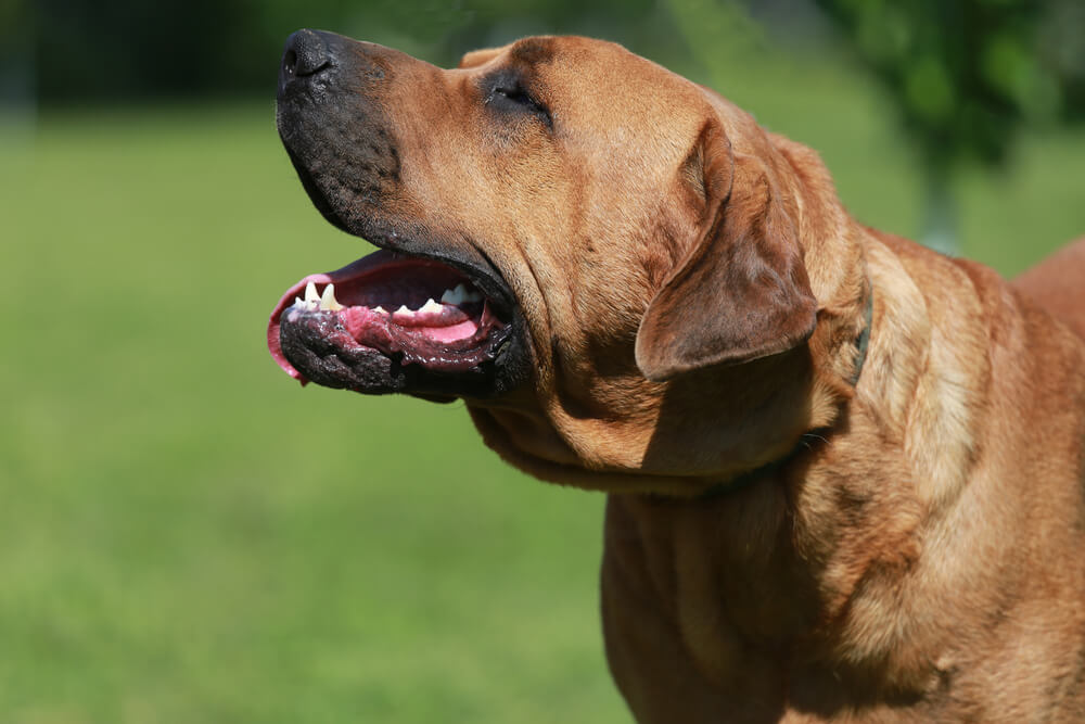 土佐犬の注意しておきたい病気