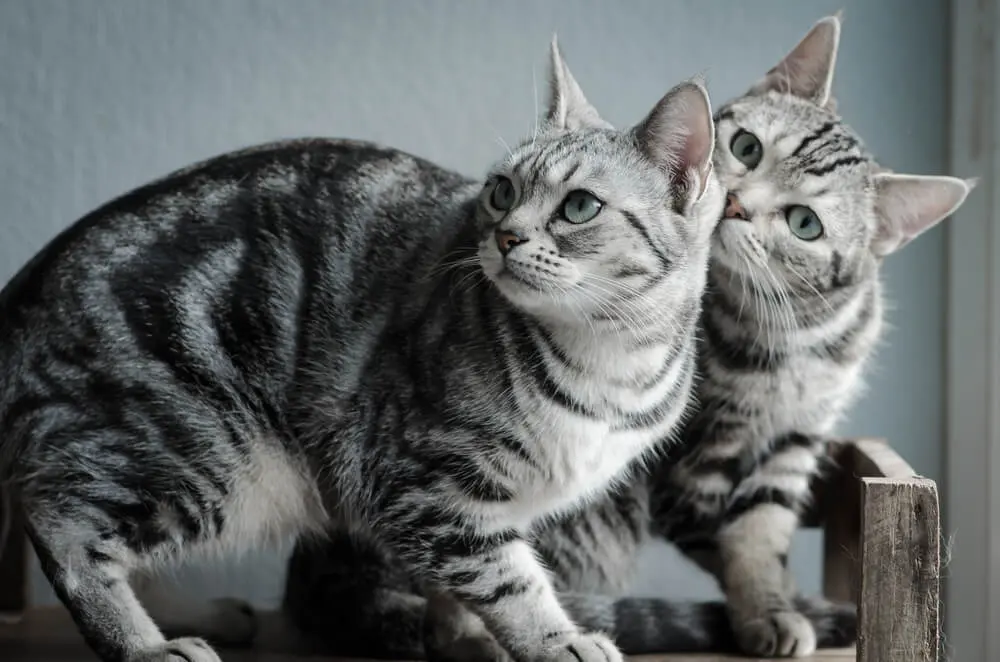 サンプルページ  アメリカンショート  猫ちゃん  サバトラ  キジトラ キジトラの性格・体重・子猫の迎え方は？サバトラとの違いを解説