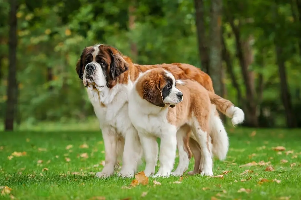 セント・バーナードの性格や寿命は？飼育費用や散歩時間など超大型犬の