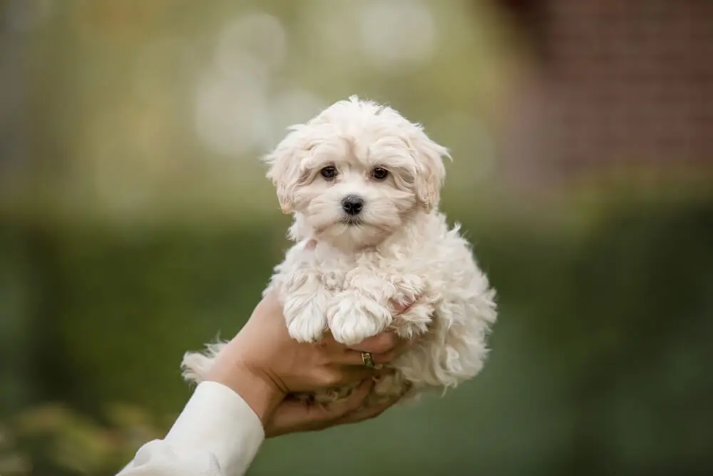 コースレッスン】羊毛フェルトで作る！かわいい子犬講座