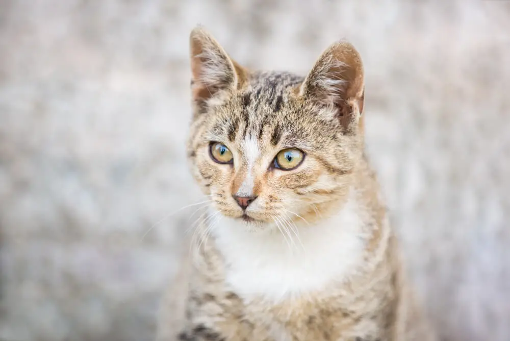 キジトラの性格・体重・子猫の迎え方は？サバトラとの違いを解説