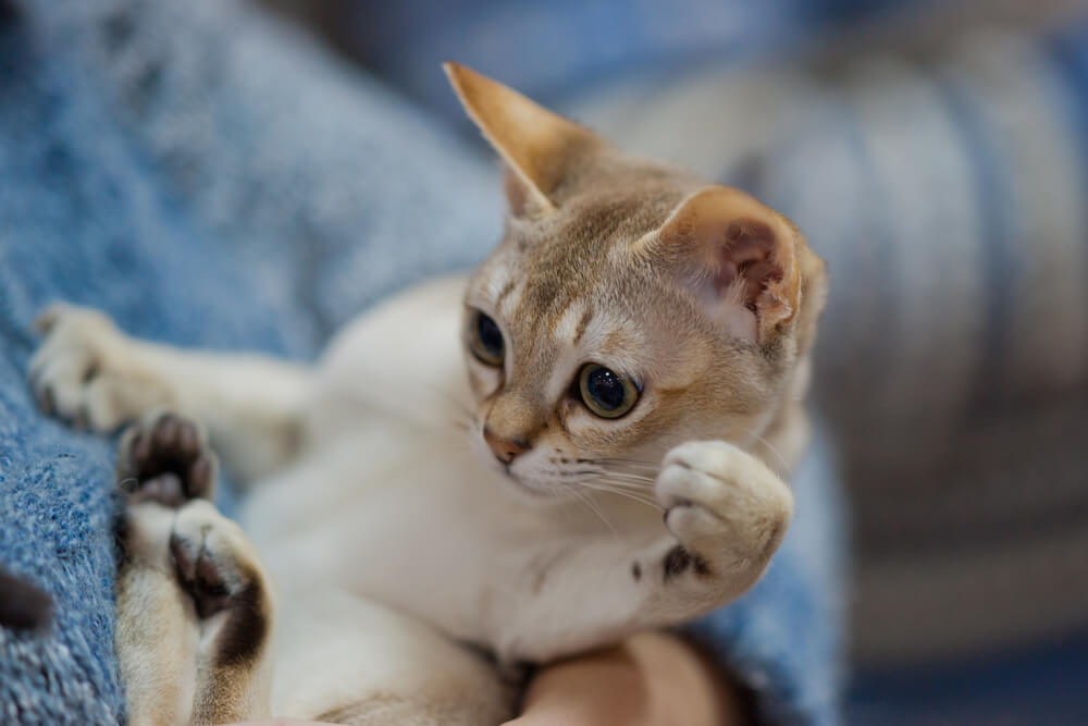 シンガプーラを家族に迎える方法と費用